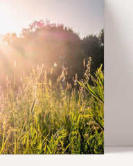 After Hover: Sonnenstrahlen auf einer Wiese