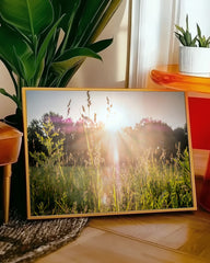 After Hover: Sonnenstrahlen auf einer Wiese