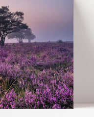 After Hover: Wildes Lavendelfeld