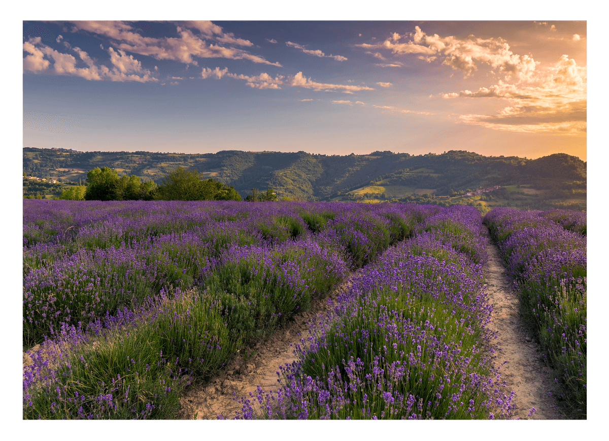 Lavendelfeld
