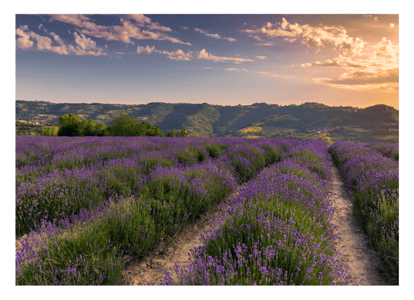 Lavendelfeld
