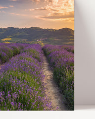 After Hover: Lavendelfeld