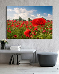 After Hover: Mohnblumen-Wiese