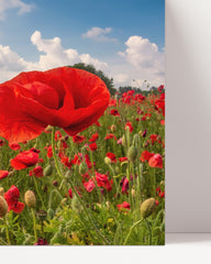 After Hover: Mohnblumen-Wiese