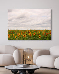 After Hover: Sonnenblumen-Wiese