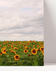 After Hover: Sonnenblumen-Wiese