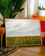 After Hover: Sonnenblumen-Wiese