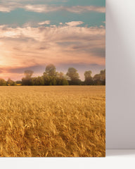 After Hover: Sommer-Feld