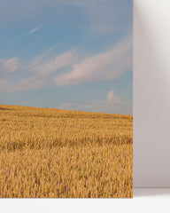 After Hover: Geerntetes Feld