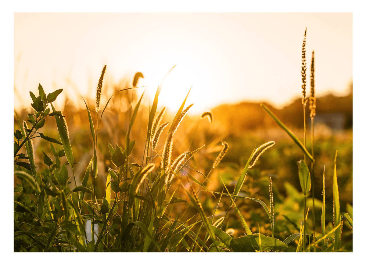Gräser - Nahaufnahme
