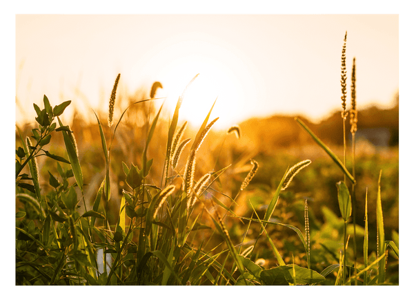 Gräser - Nahaufnahme