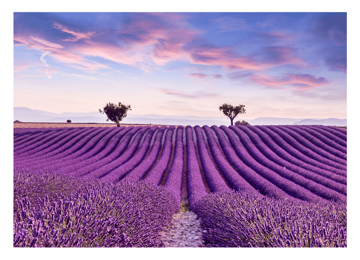 Lavendelfeld mit zwei Bäumen - Natur Fotografie in Fliedertönen