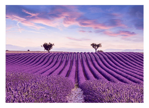 Lavendelfeld mit zwei Bäumen - Natur Fotografie in Fliedertönen