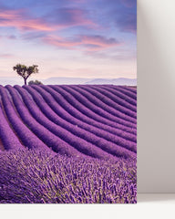 After Hover: Lavendelfeld mit zwei Bäumen - Natur Fotografie in Fliedertönen