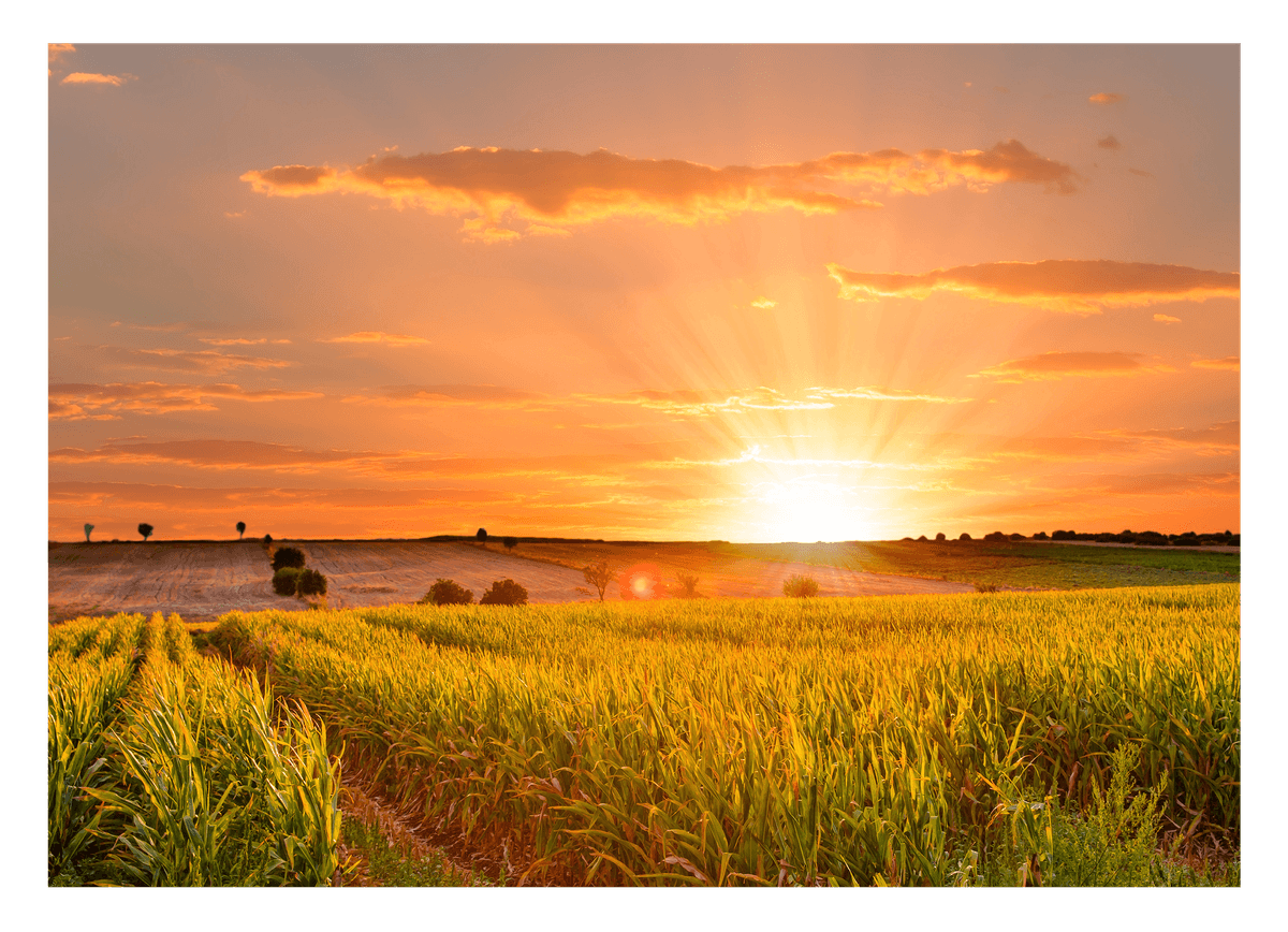 Sonnenuntergang am Feld