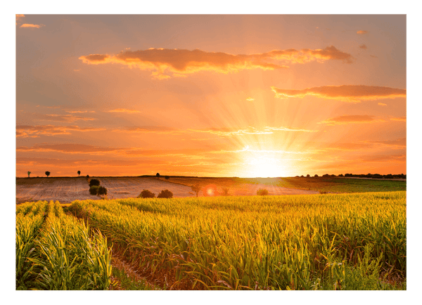 Sonnenuntergang am Feld