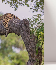 After Hover: Leopard auf einem Baum