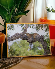 After Hover: Leopard auf einem Baum