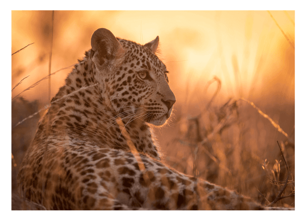 Leopard in der Savanne Afrikas