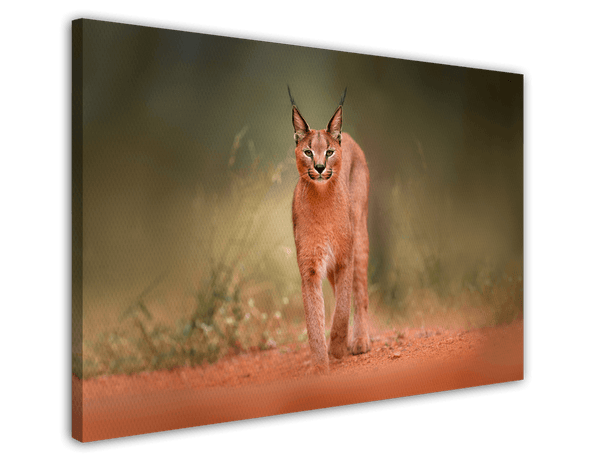 Karakal Großkatze auf rotem Sand