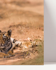 After Hover: Tiger-Familie