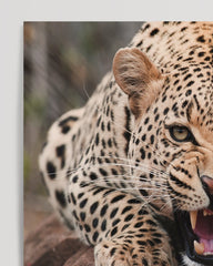 After Hover: Fauchender Leopard