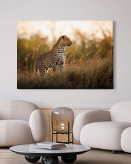 After Hover: Leopard im hohen Gras