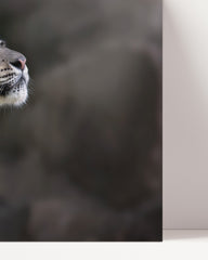 After Hover: Schneeleopard