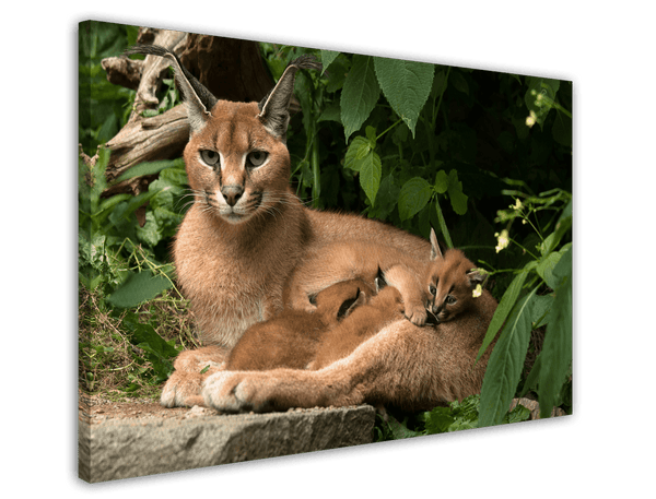 Karakal mit Jungtieren - Großkatzen Wildtier Fotografie