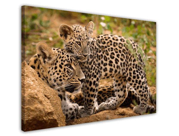 Leoparden-Mutter und Junges