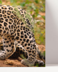 After Hover: Leoparden-Mutter und Junges