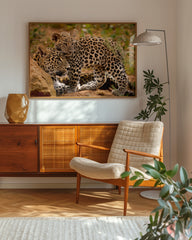 After Hover: Leoparden-Mutter und Junges