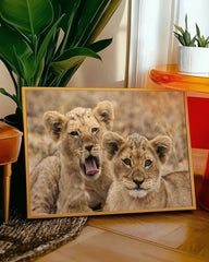 After Hover: Löwen-Babies