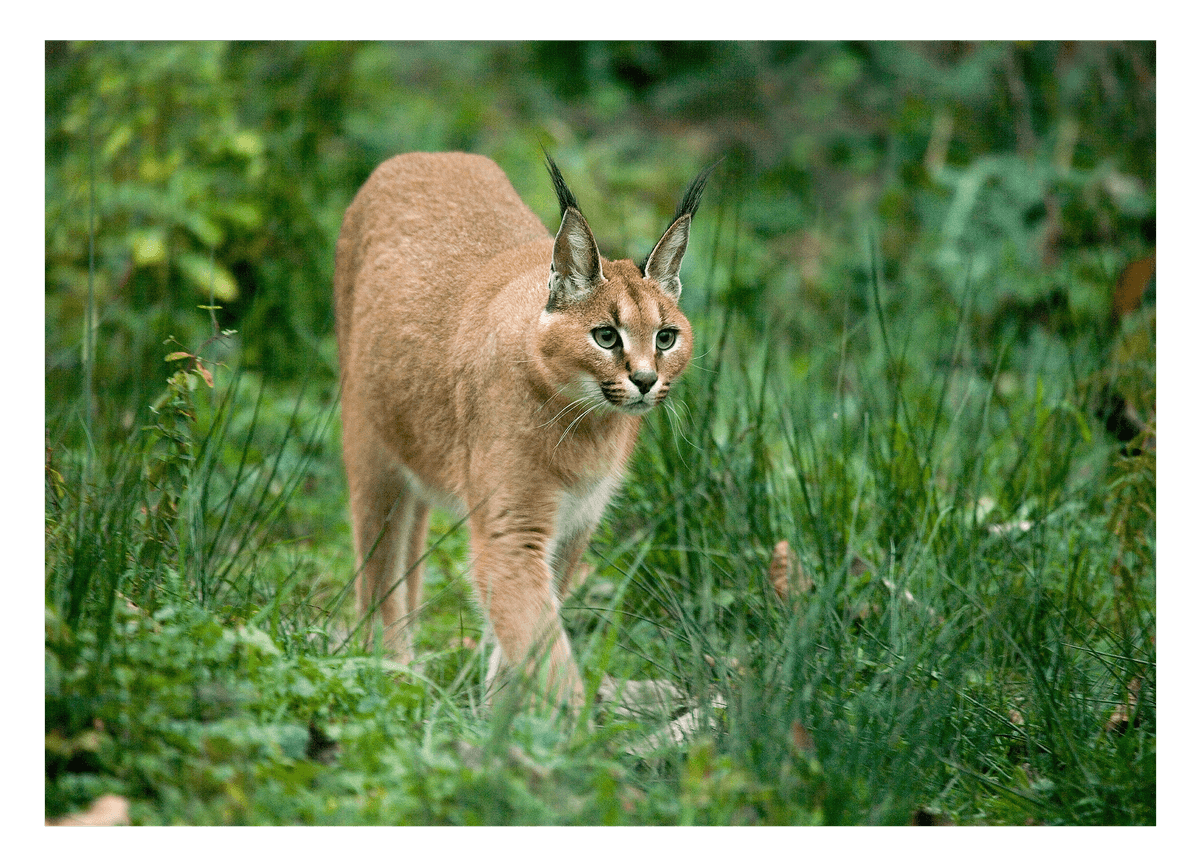 Karakal Großkatze in grüner Natur - Tier Fotografie