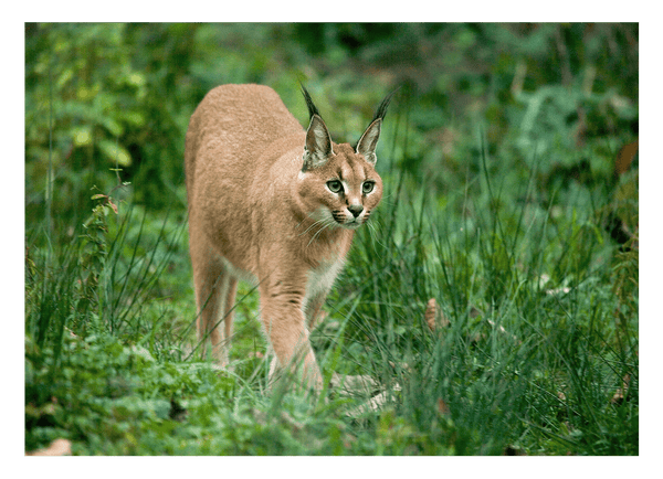 Karakal Großkatze in grüner Natur - Tier Fotografie