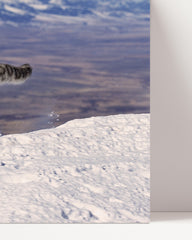 After Hover: Rennender Schneeleopard