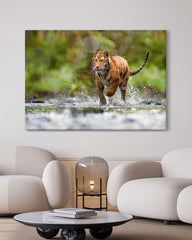 After Hover: Tiger im Wasser