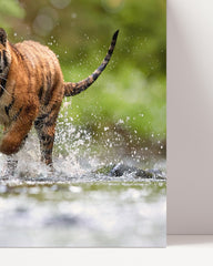 After Hover: Tiger im Wasser