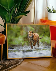After Hover: Tiger im Wasser