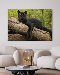 After Hover: Schwarzer Panther auf einem Baum