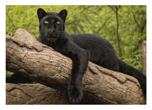 Schwarzer Panther auf einem Baum