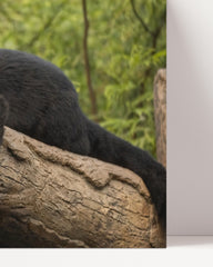 After Hover: Schwarzer Panther auf einem Baum