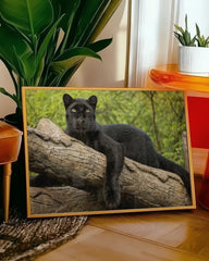 After Hover: Schwarzer Panther auf einem Baum