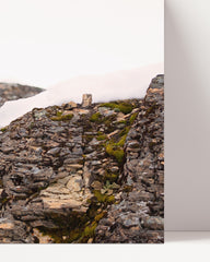 After Hover: Schneeleopard