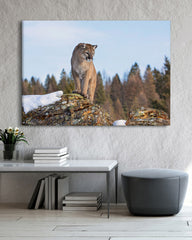 After Hover: Puma in Berglandschaft