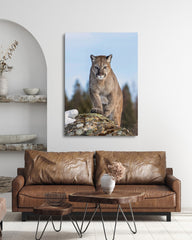 After Hover: Puma auf einem Berg