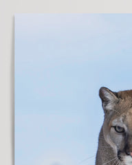 After Hover: Puma auf einem Berg