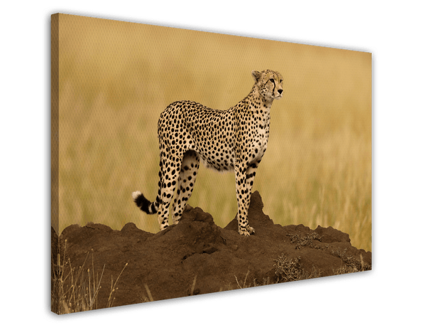 Gepard in der Savanne