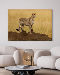 After Hover: Gepard in der Savanne