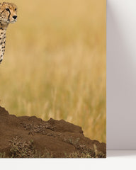 After Hover: Gepard in der Savanne